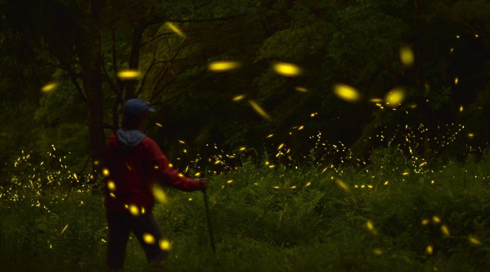 Glow time: Your guide to firefly season in Appalachia