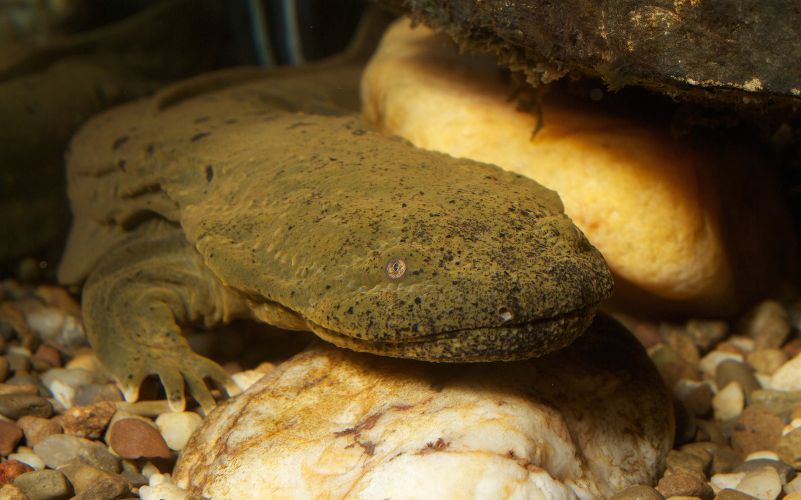 Save Hellbenders: Leave River Rocks Alone