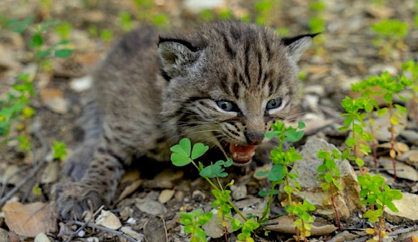 WDBJ: Woman rescues kitten, but wait—it’s actually a bobcat
