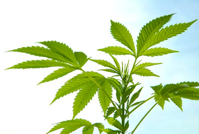 Will Legal Pot End Appalachia's Biggest Cash Crop?