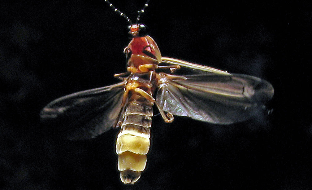 Farmers' Almanac: Are Fireflies Disappearing?