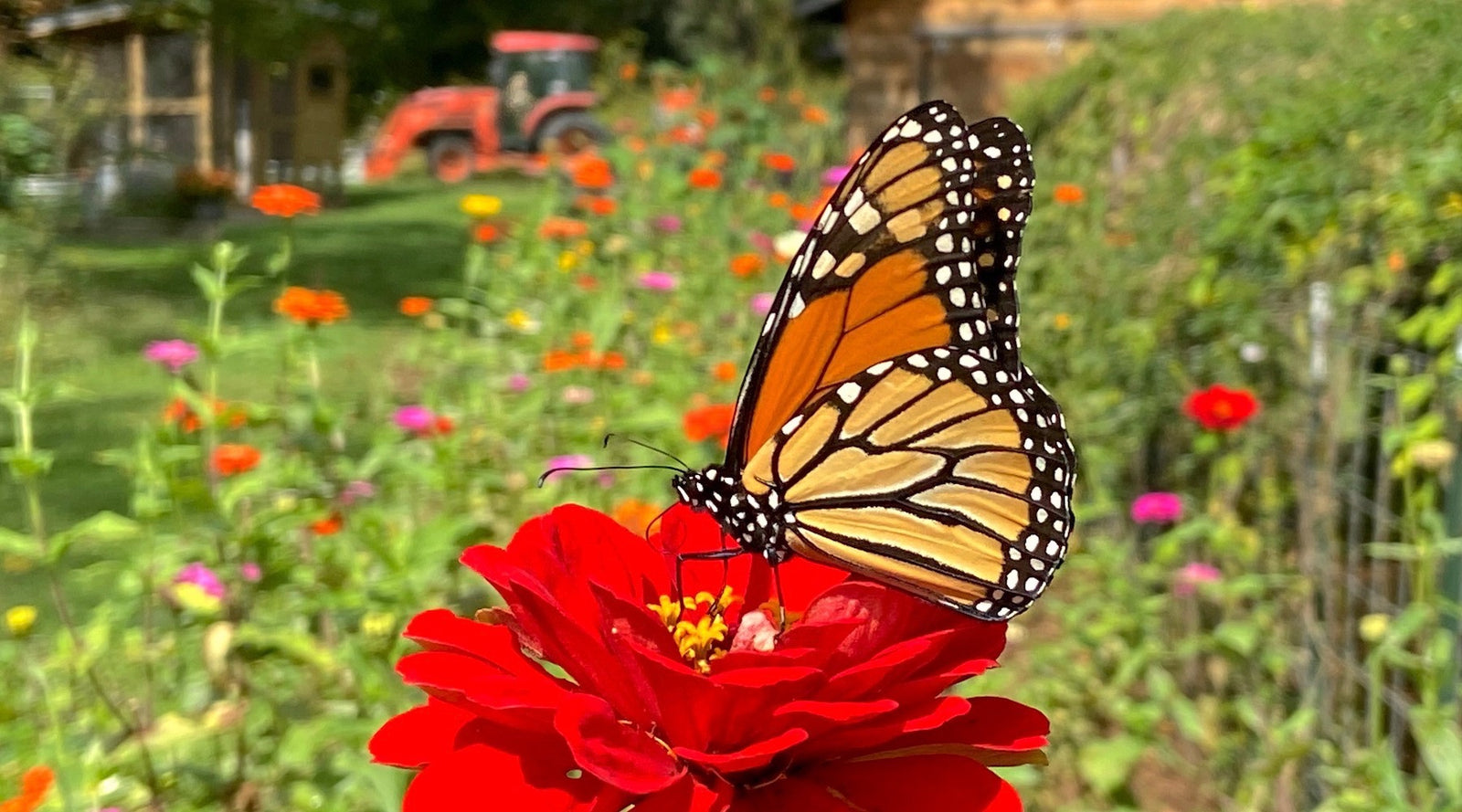 Wanna' Save Appalachia’s Butterflies?