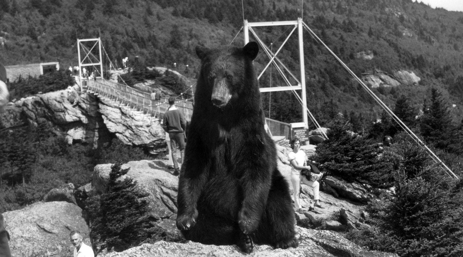 Meet Mildred: Grandfather Mountain’s real life equivalent to Yogi Bear