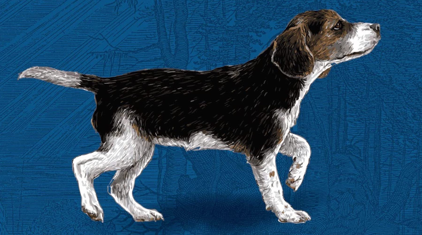 Wild places and loyal dogs ground Silas House’s life and his novel “Lark Ascending.”