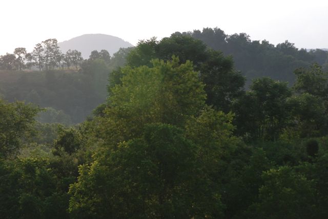 Put Down the Beef Lips--Save a Forest