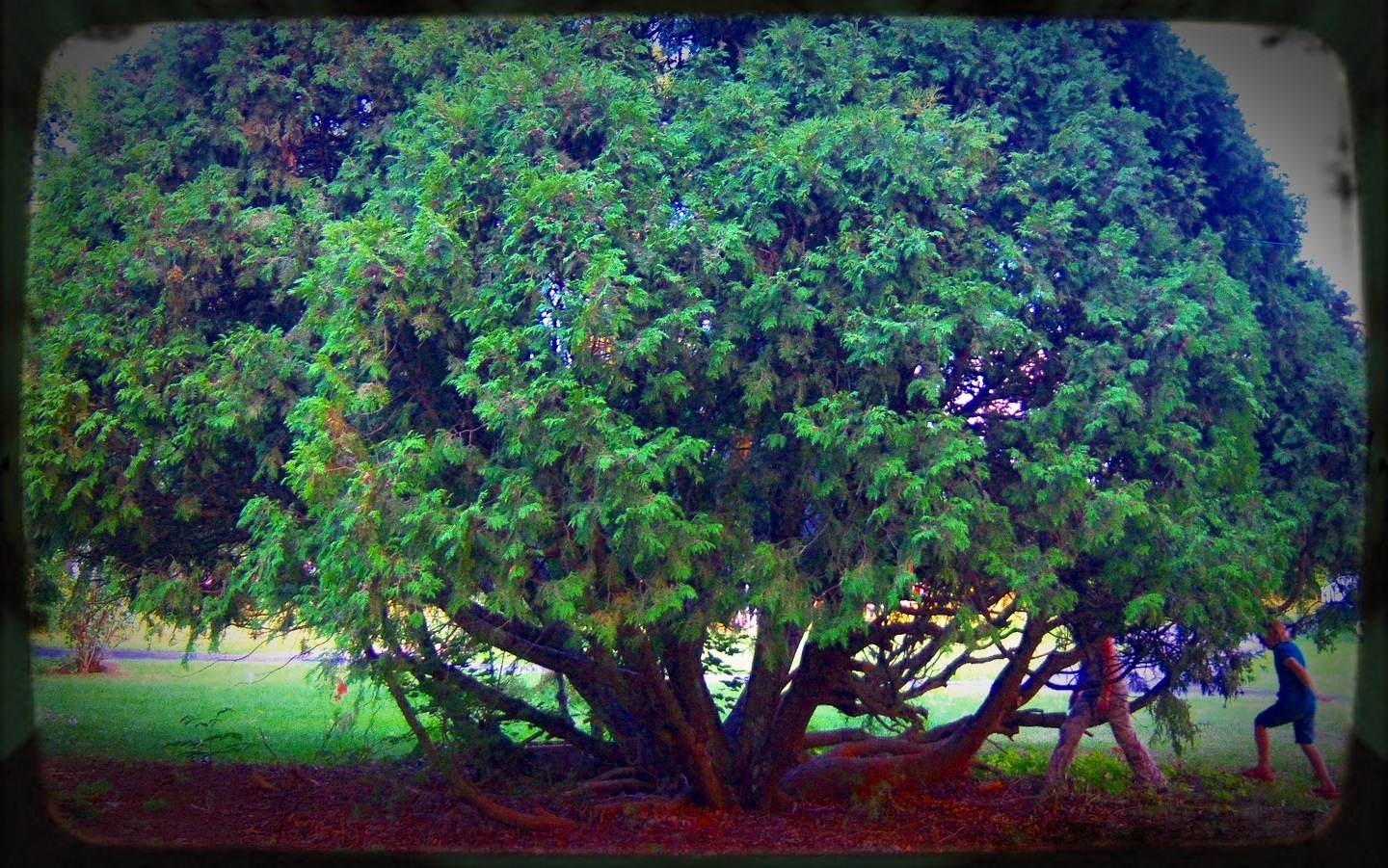 Arborvitae: A Poem