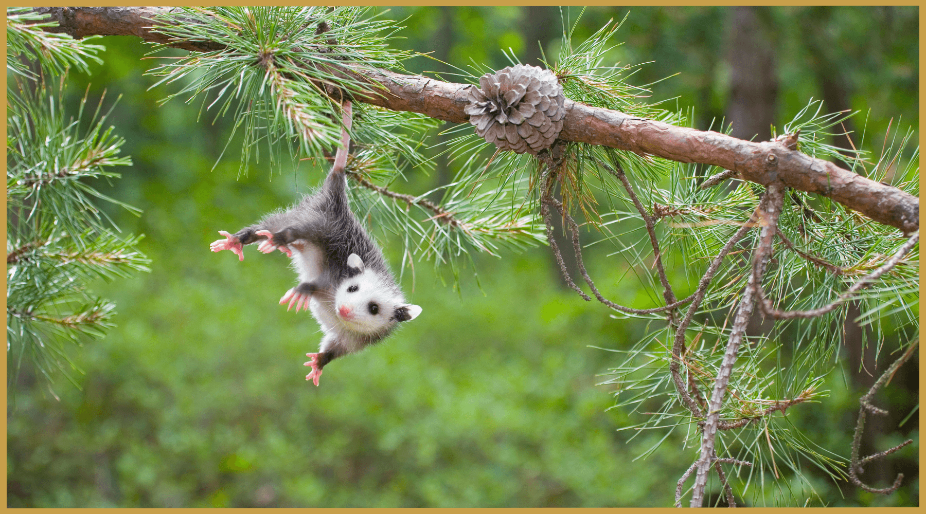 5 reasons the opossum should be Appalachia’s official mascot