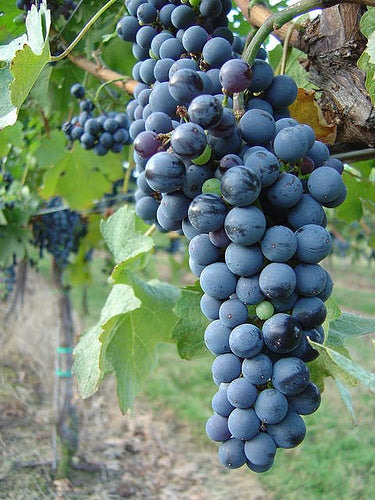 Virginia Wine-O
