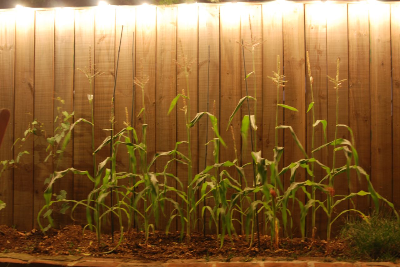City Garden: Gardening at Night