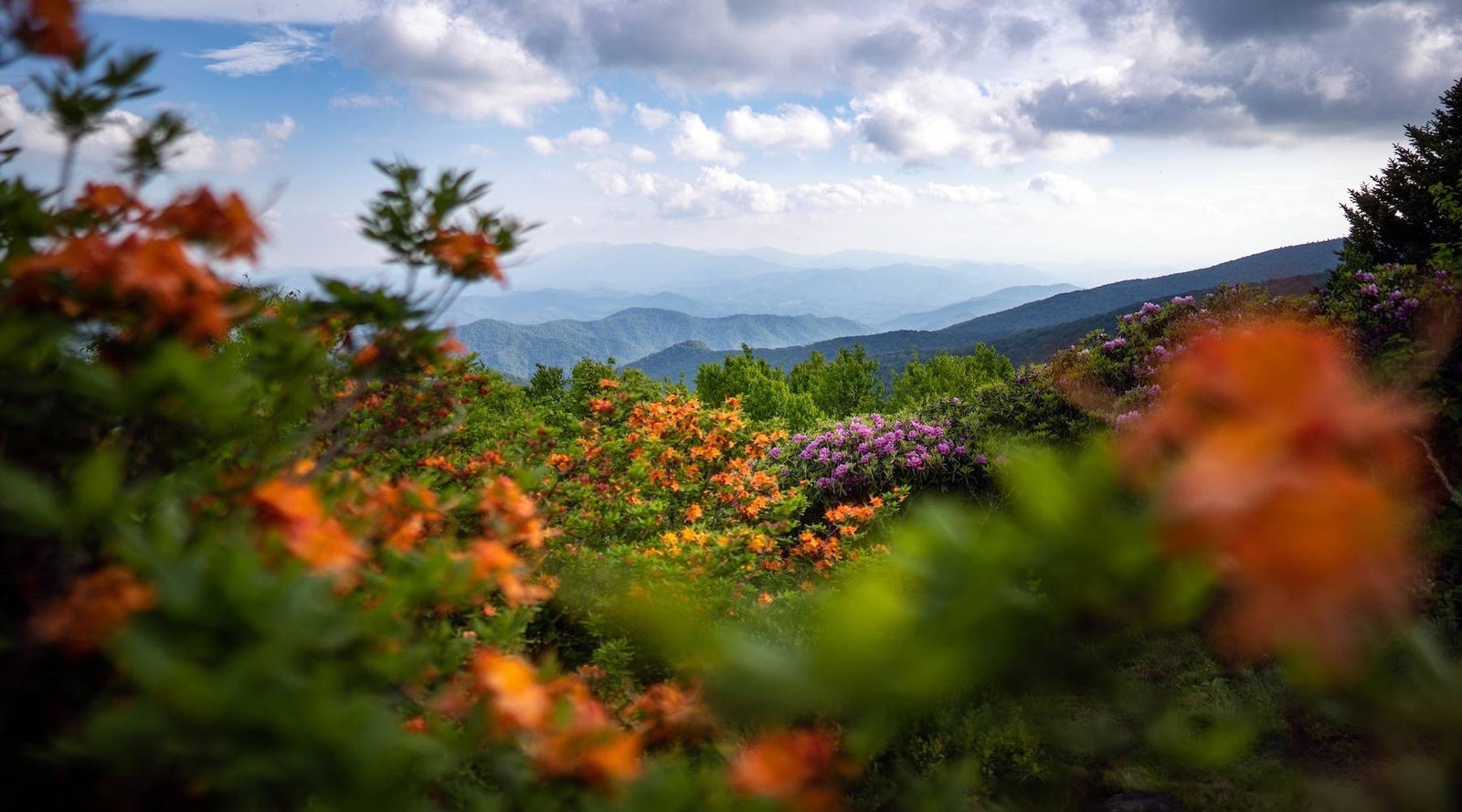 5 Appalachian wildflower hikes to soothe your soul