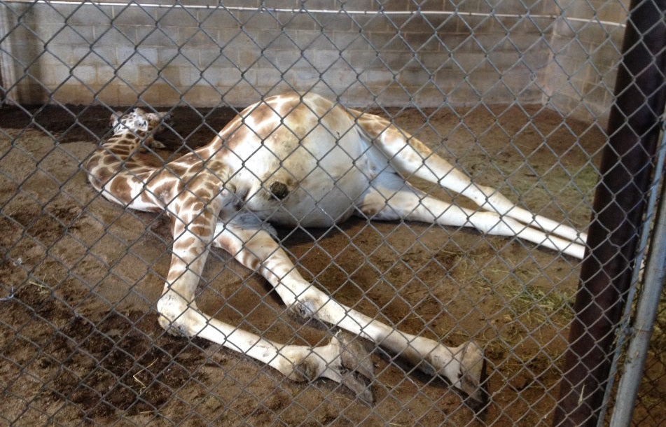 Natural Bridge Zoo: From Bad to Worse?