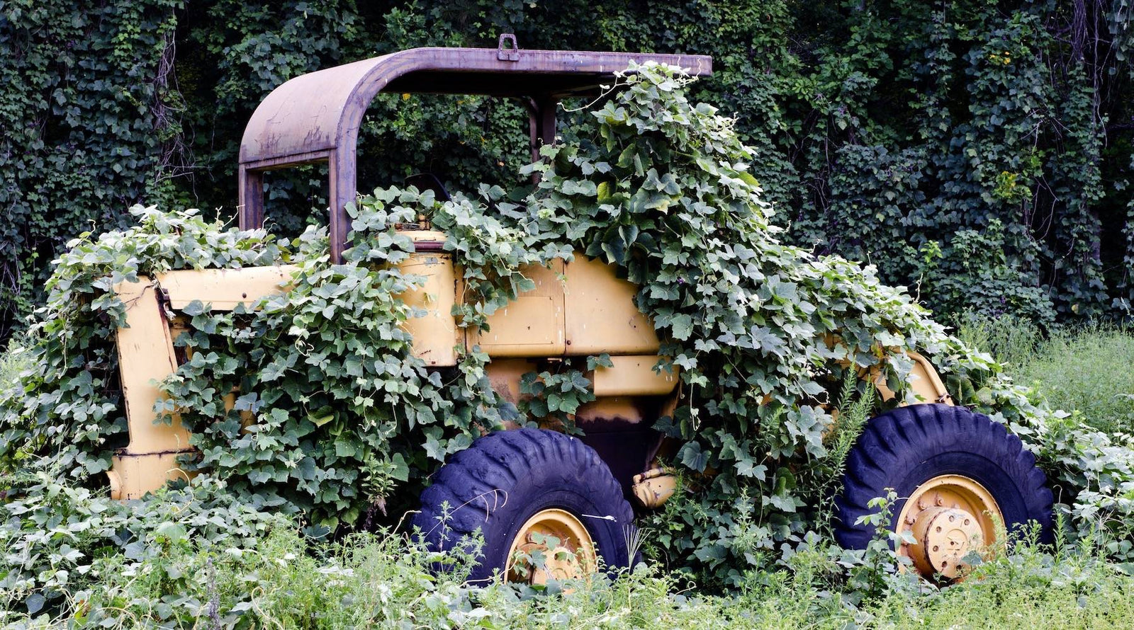 Is kudzu the future of Appalachian food? Chef Sean Brock thinks so.