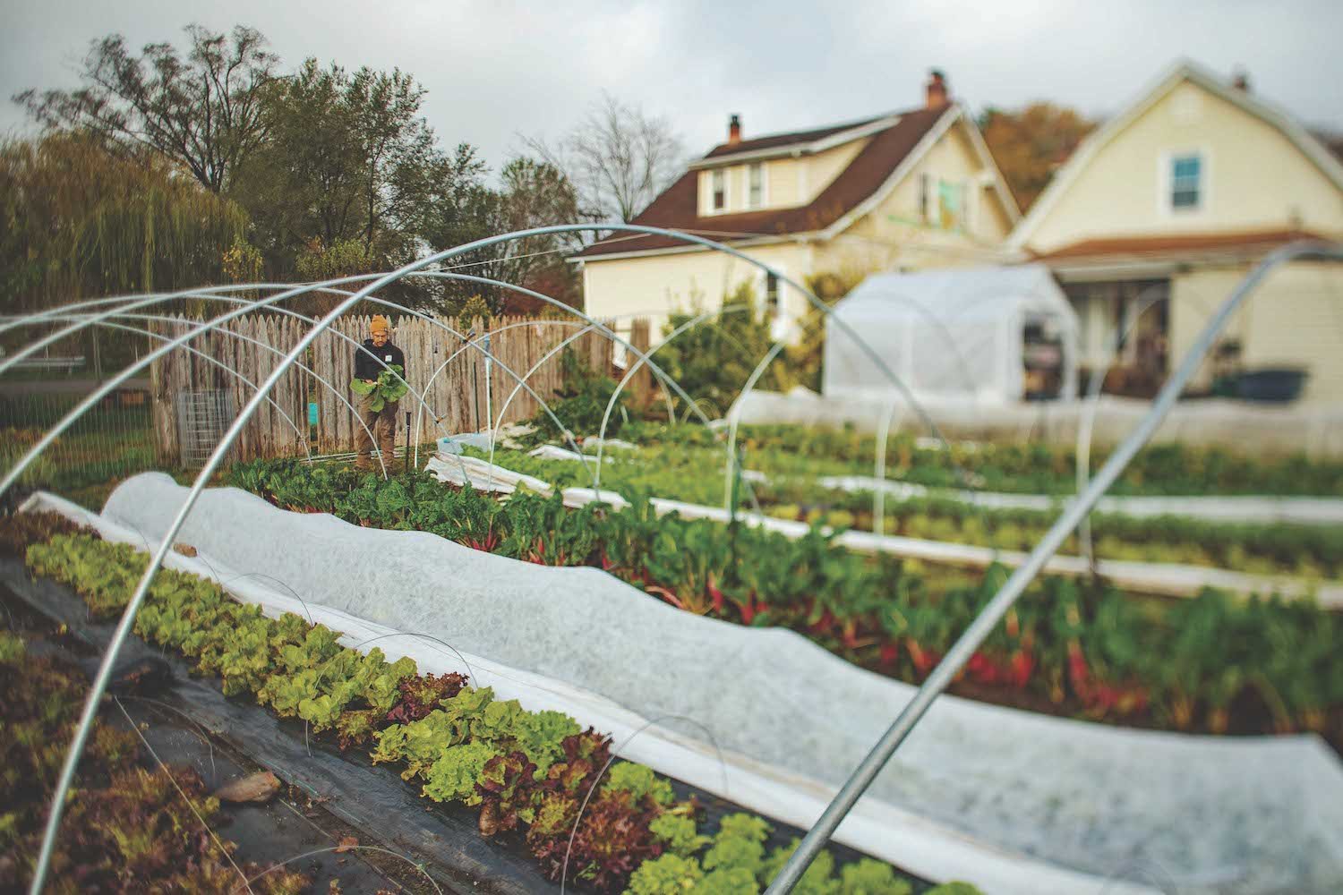 Yard to Chards: How one Virginia farmer turned underused lawns into profitable farmland