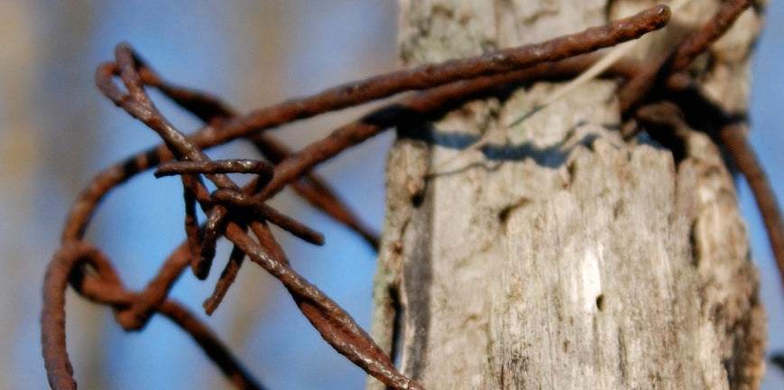 Barbed Wire: A Question of Forgiveness