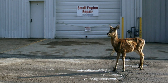 Urban Deer Hunt Starts This Weekend