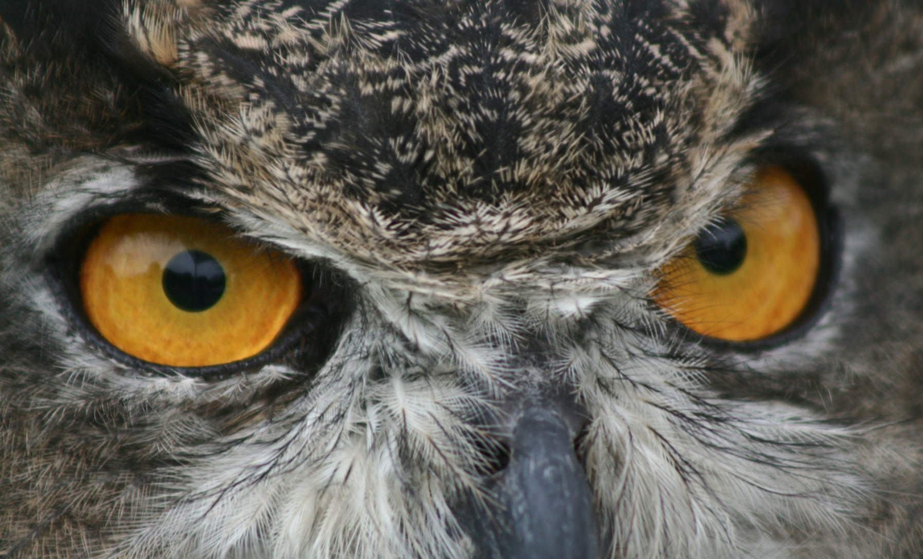 In the Forests of the Night: Appalachia’s Great Horned Owl