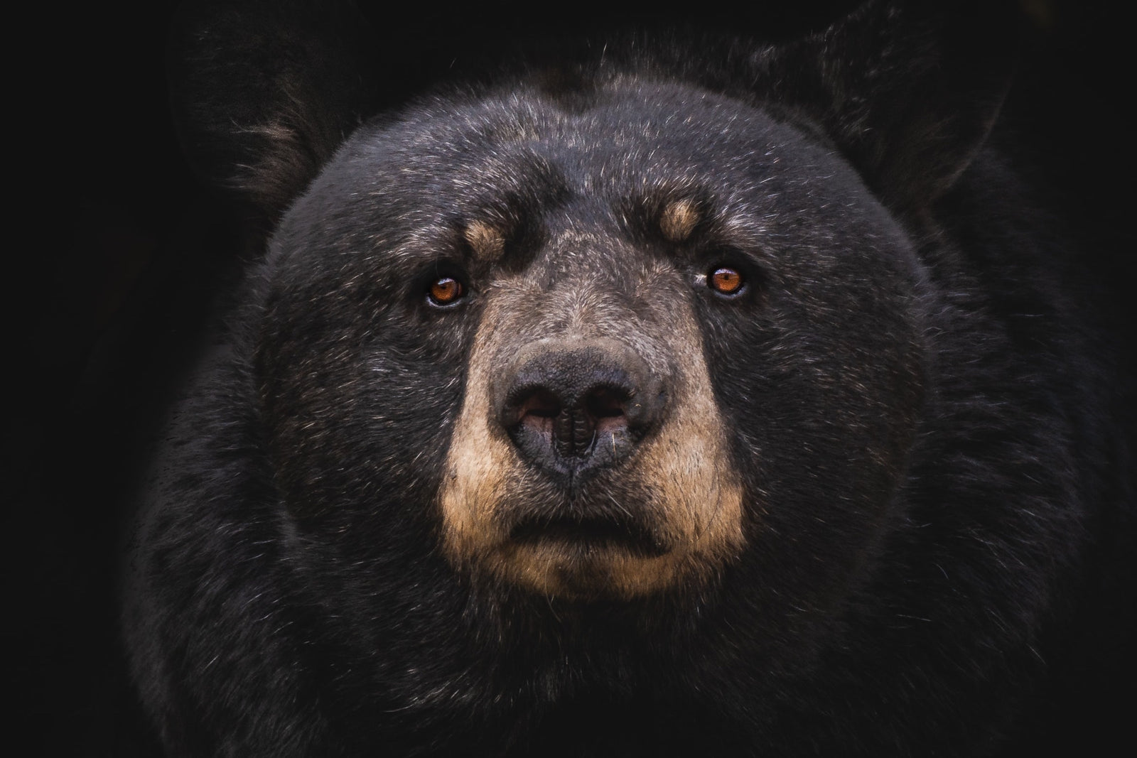 The Hill: N.C. Black Bear Hunts Resume After 51 Years