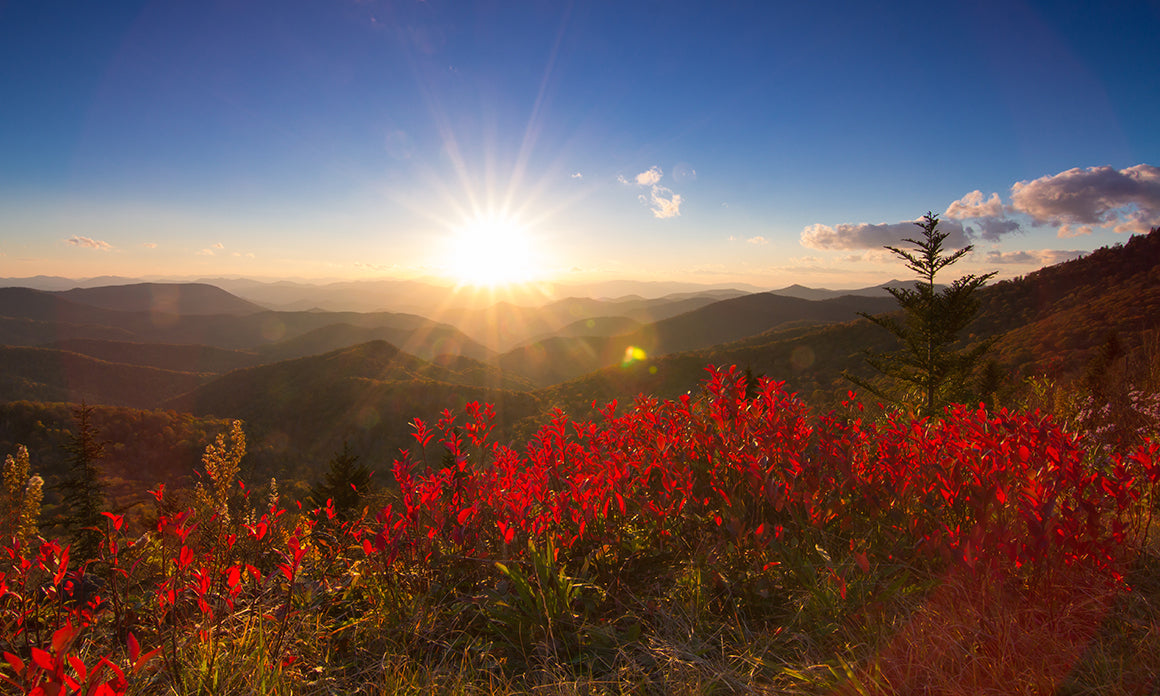 Fall Forecast: Red Leaves, Brilliant Memories