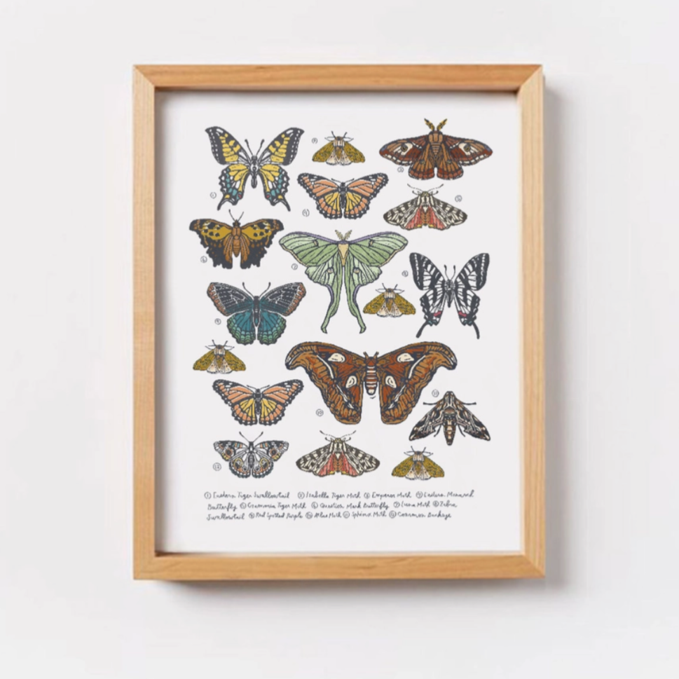 Butterfly &amp; Moth Wall Art Print