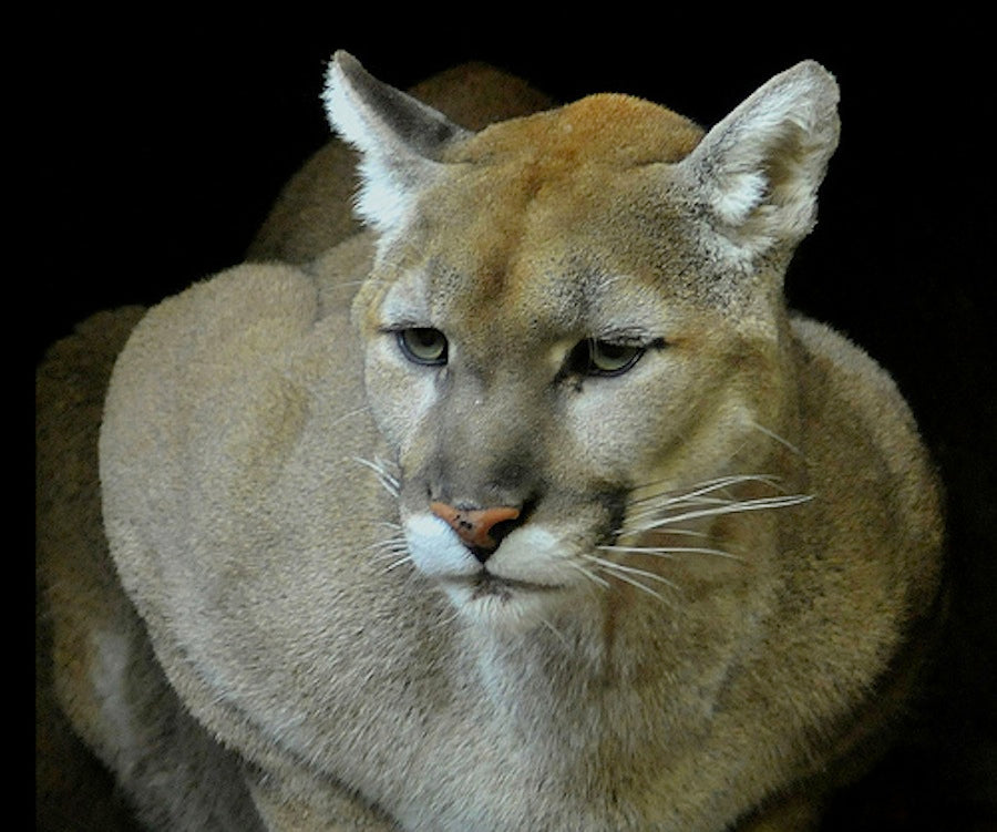 Cougar Count - Have You Seen One?