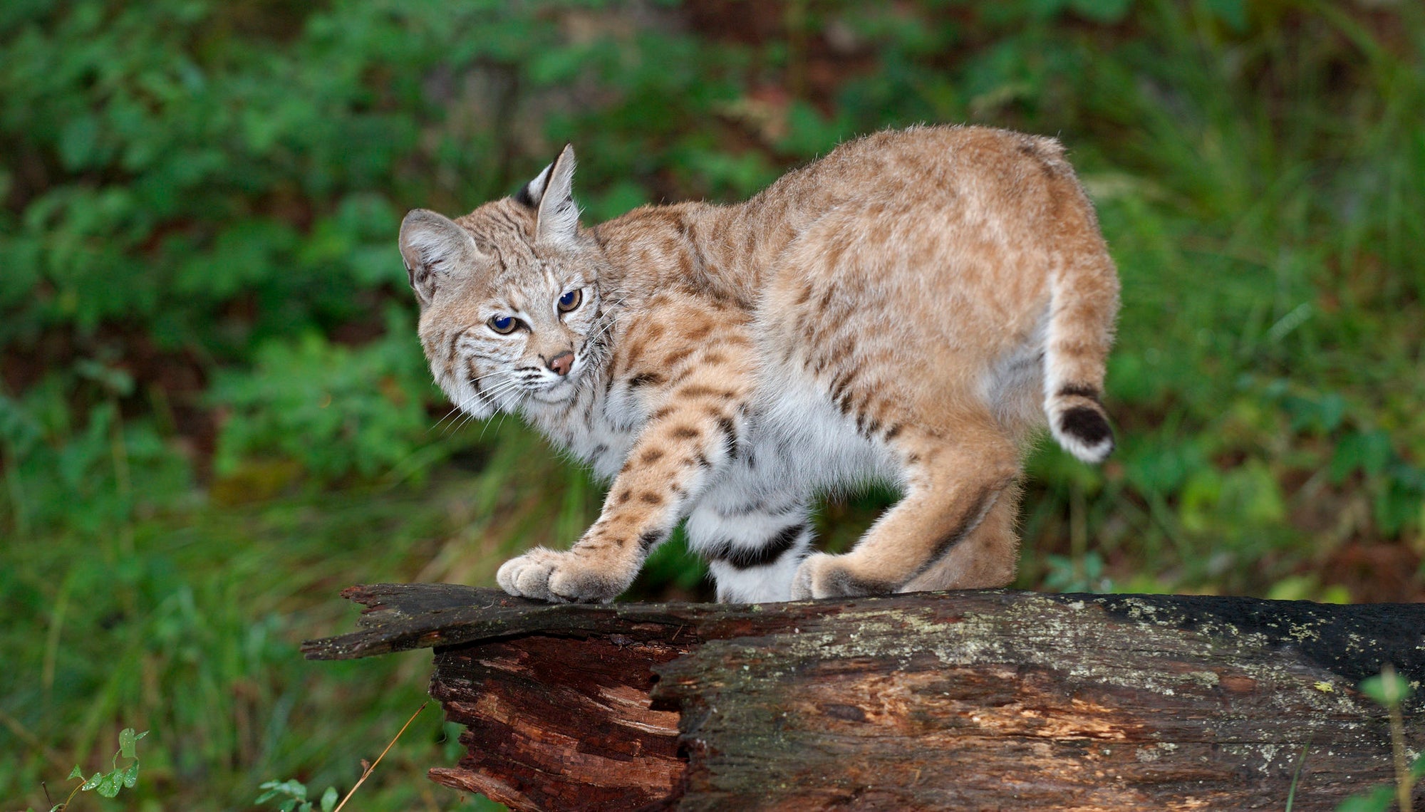 WV Explorer: Help track a bobcat, get a $100 gift card