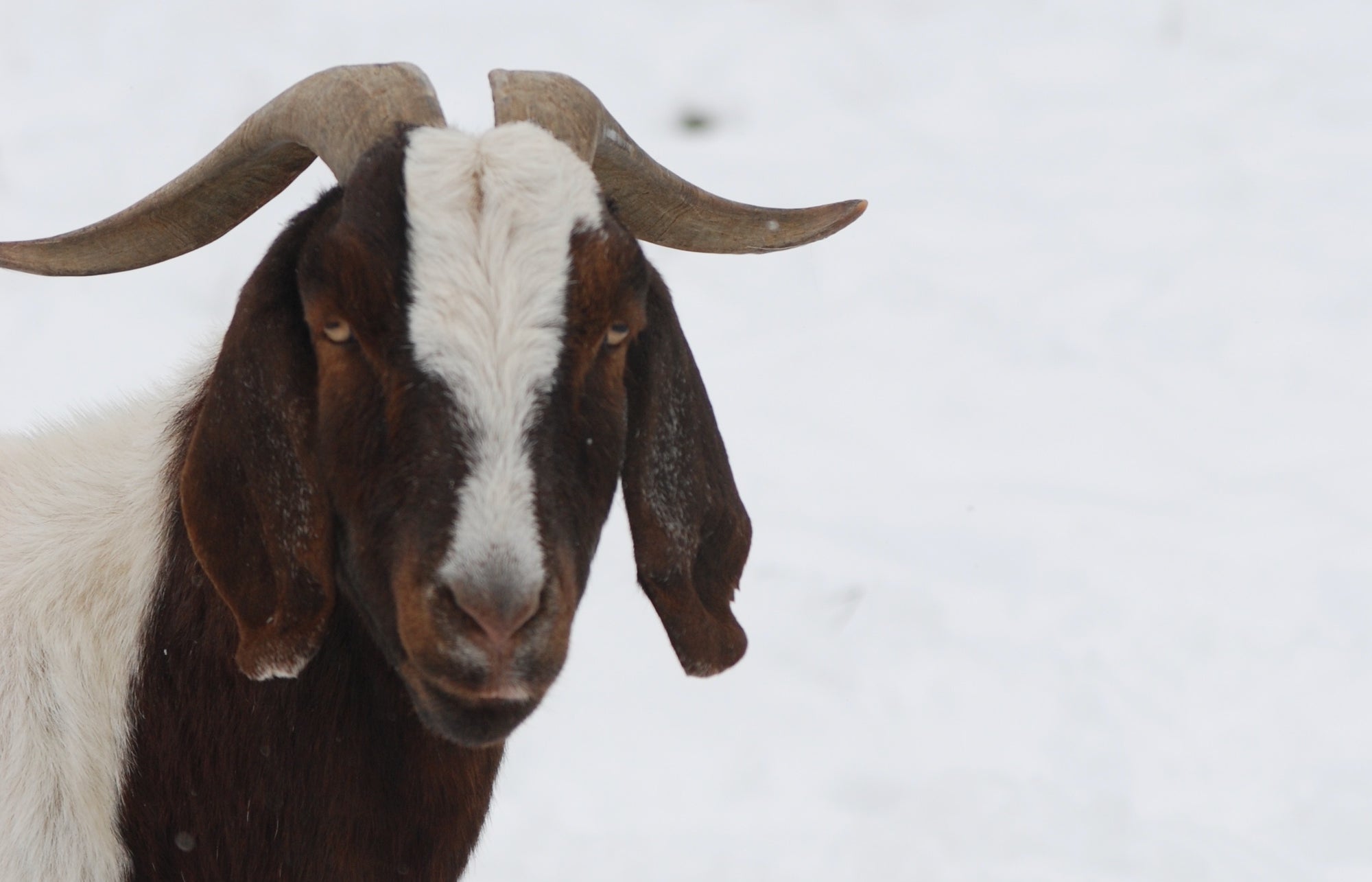 WV Public Broadcasting: Goats Who Sing Christmas Carols