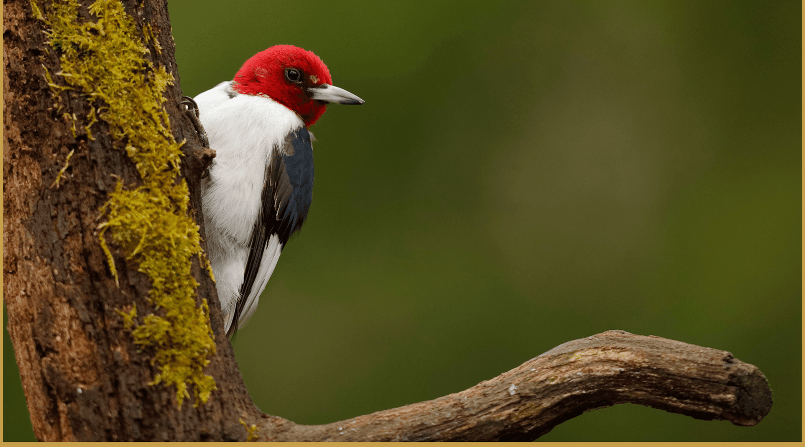 In 2024, Hurricane Helene tore forests up. Then a rare bird returned.
