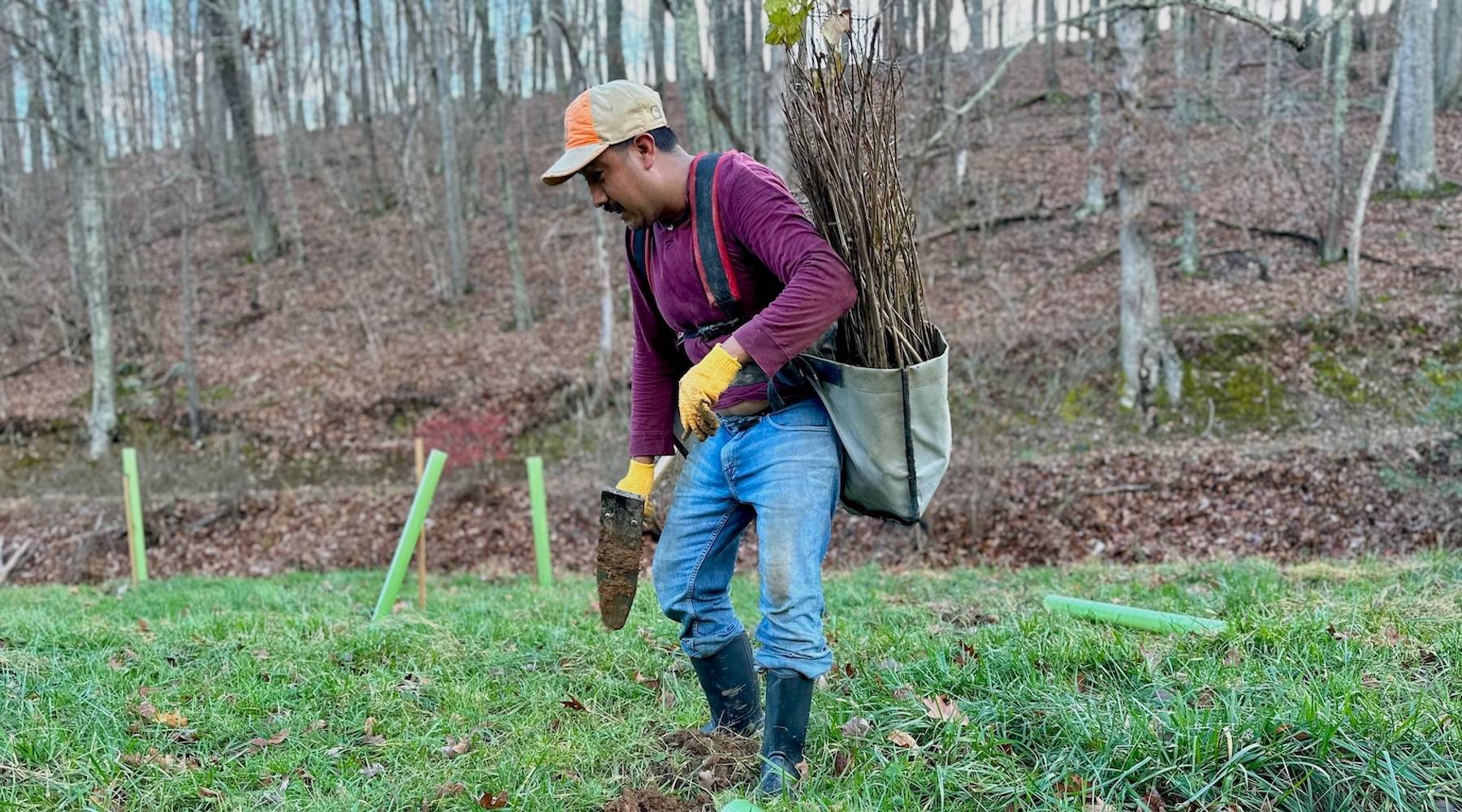 We’re restoring a forest and returning the American chestnut to our land.