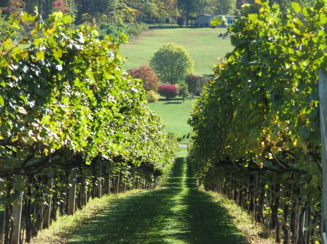 Blue Ridge Winemakers Make us Proud