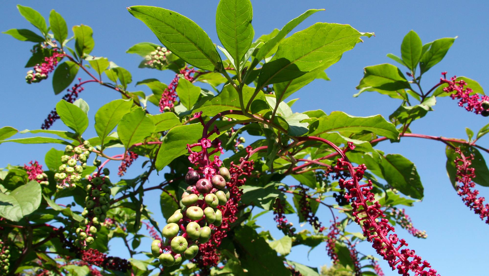 App Mag: Poisonous But Tasty Pokeweed
