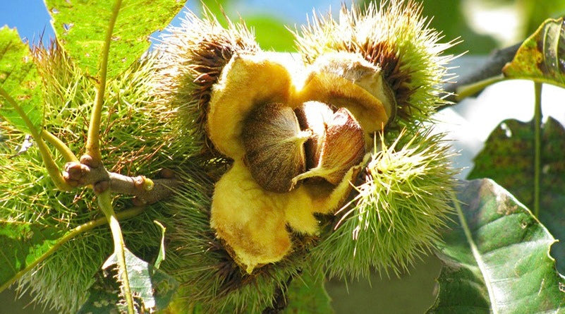 Win a Blight Resistant Chestnut Tree - Woodshed: An Appalachian Joint