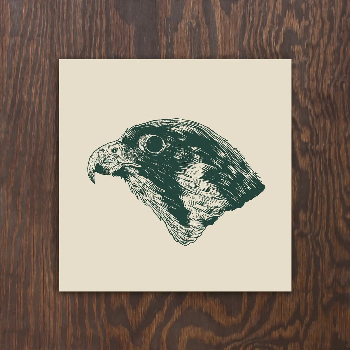 Peregrine Falcon Print